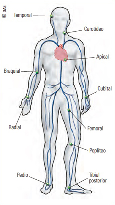 Puntos del cuerpo para la medición del pulso